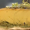 Hoamatkas affinierter Almkäse in Heu Kuhmilch Südtiroler Käse-Spezialität